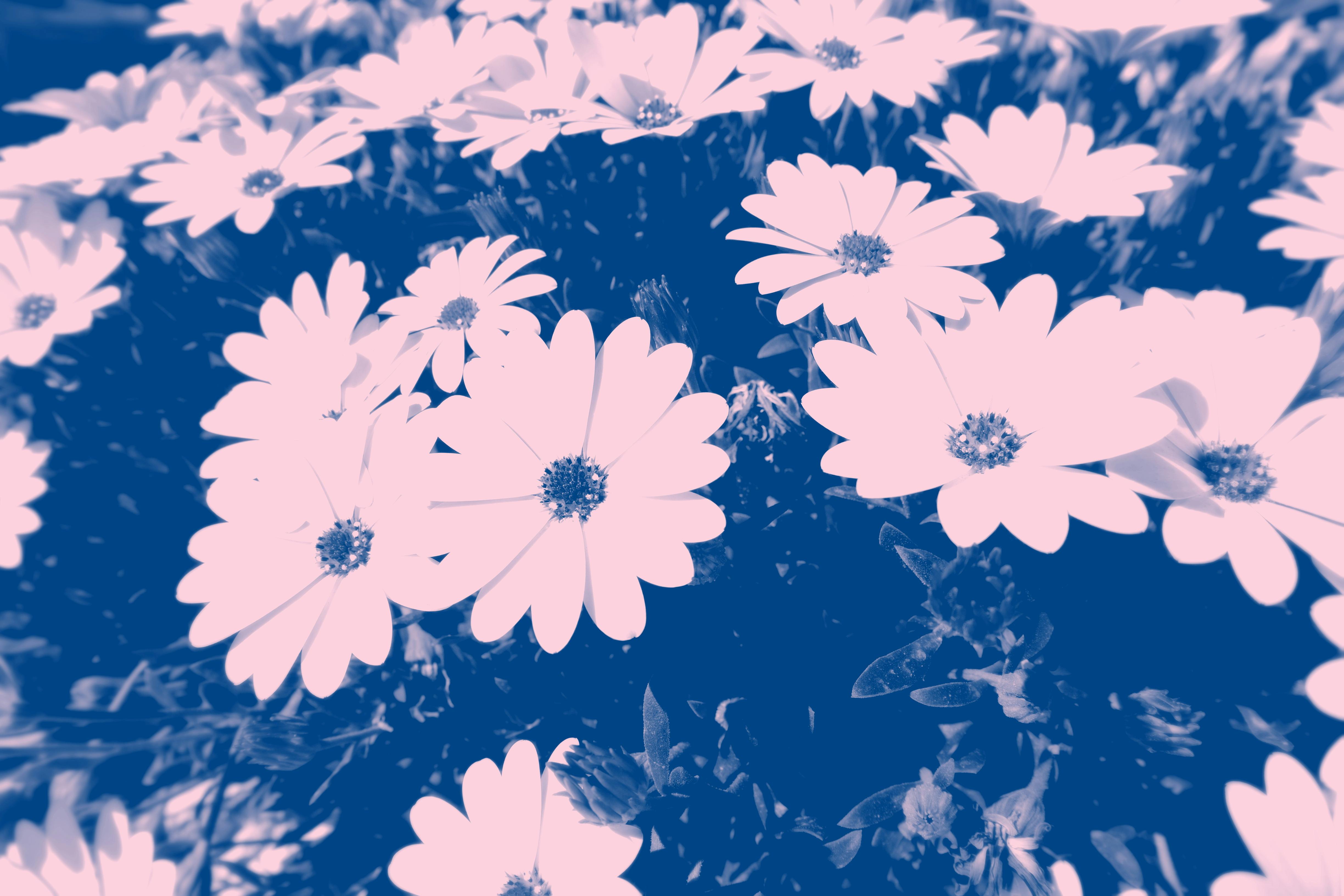 Stylized pink flowers over a dark blue background with high contrast filter